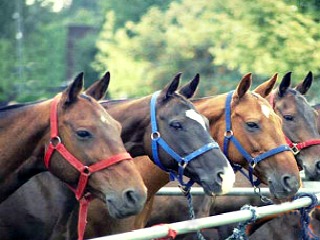 Hilton Head Horseback Riding at Lawton Stables